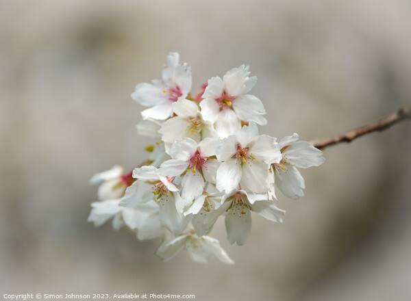 wind blown Cherry blossom Picture Board by Simon Johnson