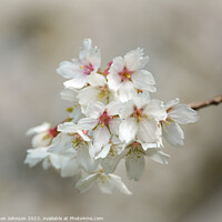 Buy canvas prints of wind blown Cherry blossom by Simon Johnson