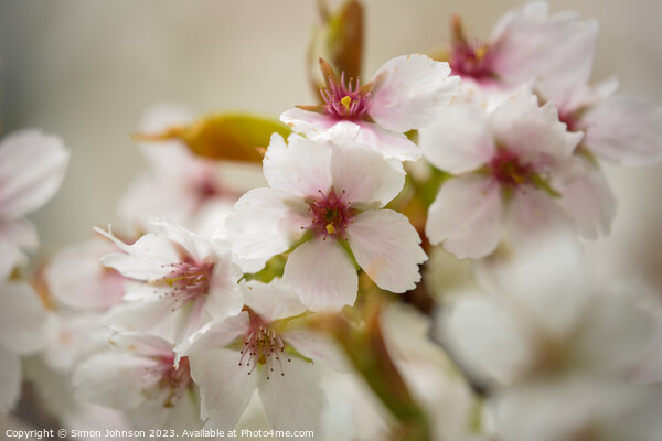 white Cherry blossom Picture Board by Simon Johnson
