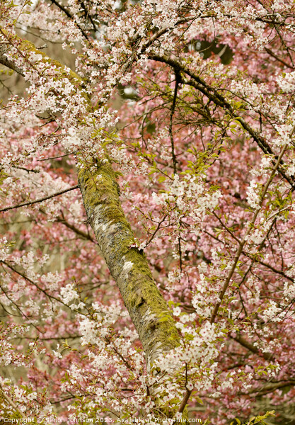 blossom tree profile Picture Board by Simon Johnson