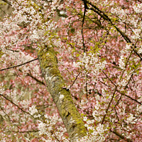 Buy canvas prints of blossom tree profile by Simon Johnson
