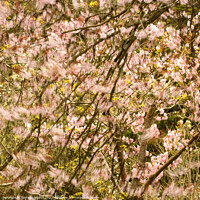 Buy canvas prints of wind blown Cherry Blossom by Simon Johnson