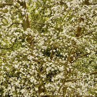Buy canvas prints of wind blown magnolia blossom by Simon Johnson