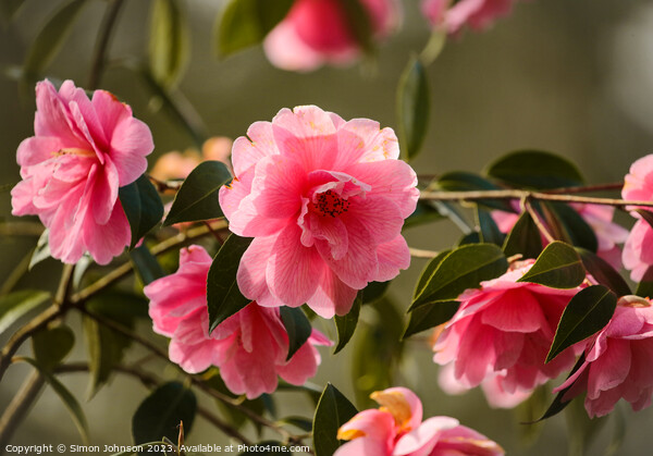 Camelia flower Picture Board by Simon Johnson