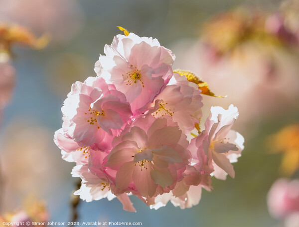Sunlikt Cherry Blossom Picture Board by Simon Johnson