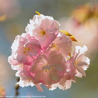 Buy canvas prints of Sunlikt Cherry Blossom by Simon Johnson