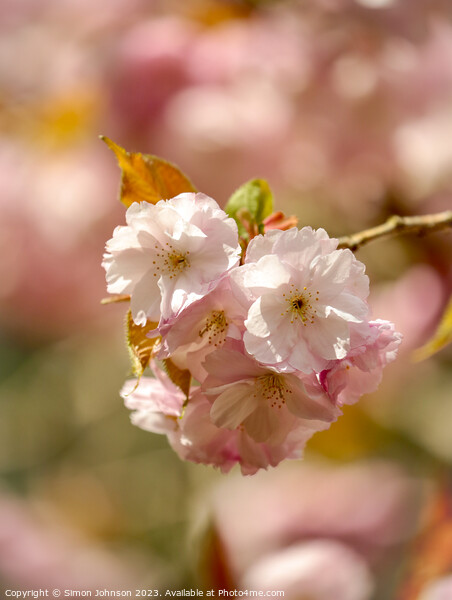 sunlit Blossom Picture Board by Simon Johnson