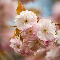 Buy canvas prints of Spring Cherrry Blossom by Simon Johnson