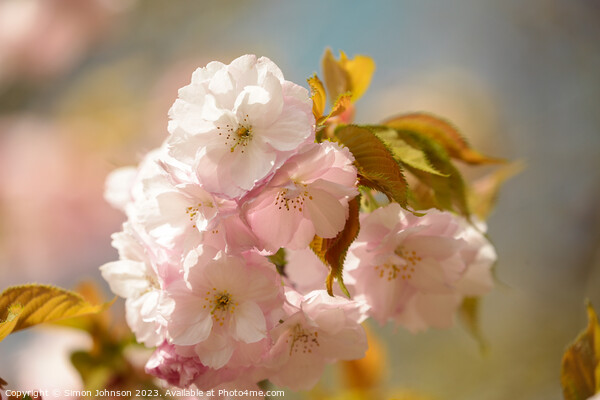 Sunlit Cherry Blossom Picture Board by Simon Johnson