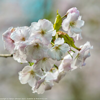 Buy canvas prints of wind blown Blossom by Simon Johnson
