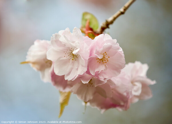 blossom Picture Board by Simon Johnson