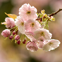 Buy canvas prints of sunlit Cherry Blossom by Simon Johnson