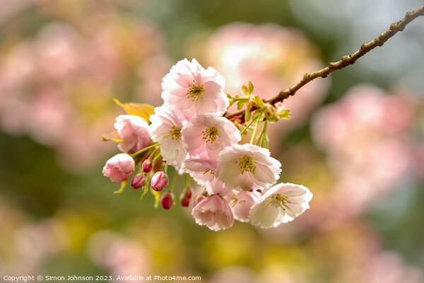 suinlit blossom Picture Board by Simon Johnson