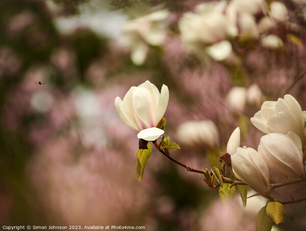 Magnolia flower Picture Board by Simon Johnson