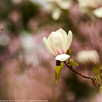 Buy canvas prints of spring Magnolia flower by Simon Johnson
