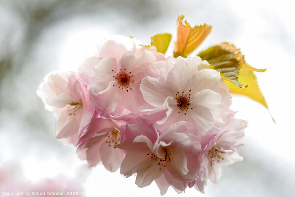 Wind blown Cherry Blossom Picture Board by Simon Johnson