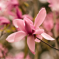 Buy canvas prints of Pink magnolia flower by Simon Johnson