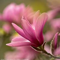 Buy canvas prints of pink magnolia flower by Simon Johnson
