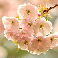 Buy canvas prints of Cherry Blossom by Simon Johnson