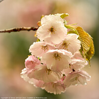 Buy canvas prints of Cherry blossom flower by Simon Johnson