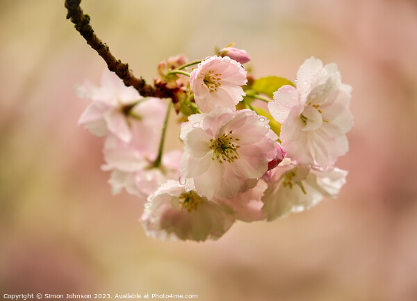 spring Cherry Blossom Picture Board by Simon Johnson