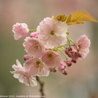 Buy canvas prints of Cherry Blossom by Simon Johnson