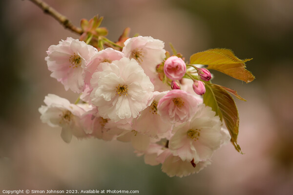  Cherry Blossom Picture Board by Simon Johnson