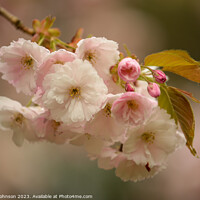 Buy canvas prints of  Cherry Blossom by Simon Johnson