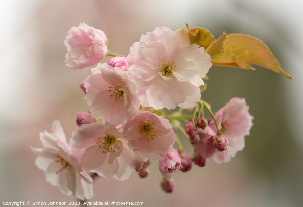 Chey Blossom  Picture Board by Simon Johnson