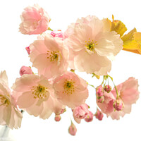 Buy canvas prints of Cherry Blossom  by Simon Johnson