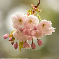 Buy canvas prints of wind blown Cherry blossom  by Simon Johnson