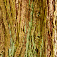 Buy canvas prints of Tree bark Patterns by Simon Johnson