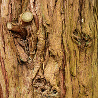 Buy canvas prints of Tree bark by Simon Johnson