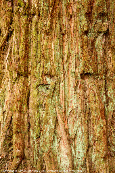 pattern in tree bark Picture Board by Simon Johnson