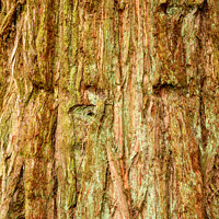 Buy canvas prints of pattern in tree bark by Simon Johnson