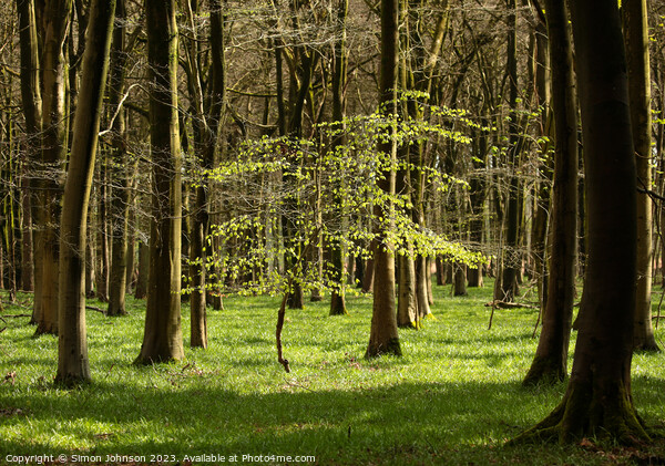 Spring Woodland, sunlit tree Picture Board by Simon Johnson