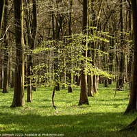 Buy canvas prints of Spring Woodland, sunlit tree by Simon Johnson