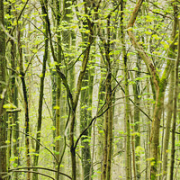 Buy canvas prints of woodland patterns by Simon Johnson