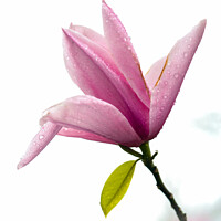 Buy canvas prints of  Magnolia flower by Simon Johnson