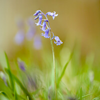 Buy canvas prints of Bluebell in the breeze by Simon Johnson