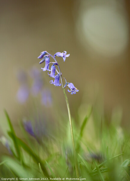 sunlit Bluebell Picture Board by Simon Johnson