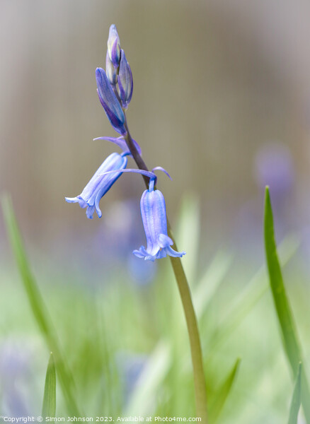juvenille Bluebell Picture Board by Simon Johnson