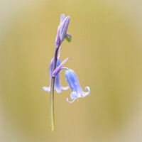 Buy canvas prints of bluebell close up  by Simon Johnson