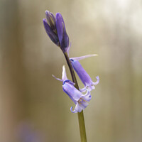 Buy canvas prints of juvenile bluebell  by Simon Johnson