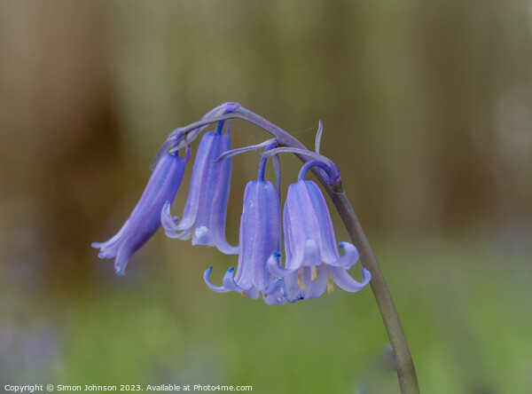 Bluebell flowers Picture Board by Simon Johnson