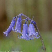 Buy canvas prints of Bluebell flowers by Simon Johnson