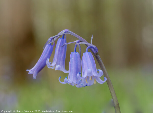Bluebell close  up Picture Board by Simon Johnson