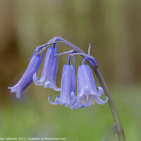 Buy canvas prints of Bluebell close  up by Simon Johnson