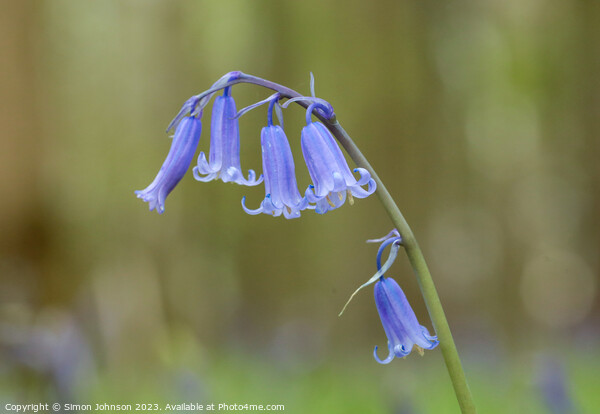 Bluebells  Picture Board by Simon Johnson