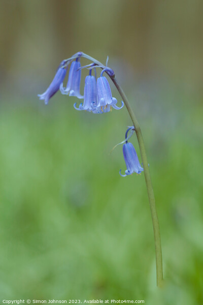 Bluebell  Picture Board by Simon Johnson